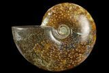 Polished Ammonite (Cleoniceras) Fossil - Madagascar #127222-1